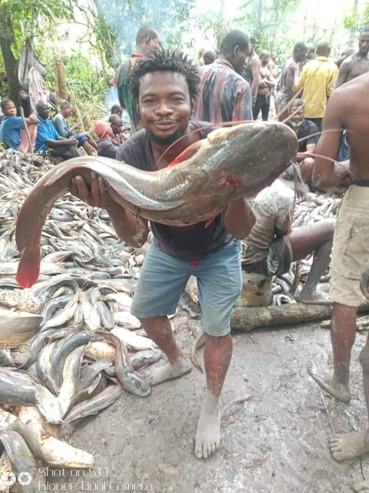 Giant Fish Caught in Rivers State Fishing Festival