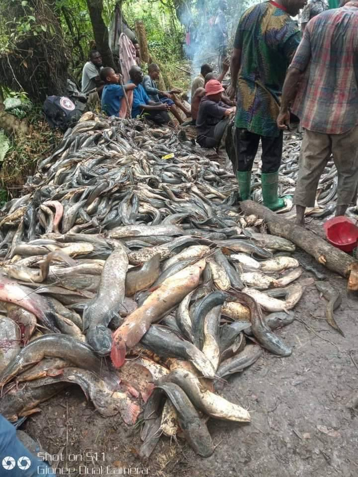 Giant Fish Caught in Rivers State Fishing Festival