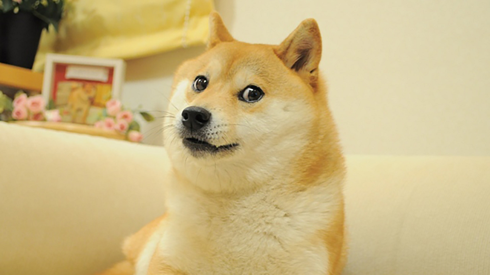 Kabosu, the Doge Meme and Dogecoin Icon, Passes Away at 18