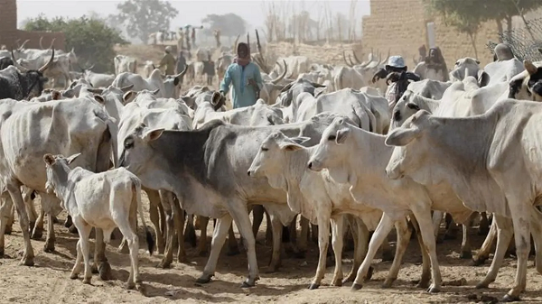 Miyetti Allah Urges Governors to Allocate Grazing Reserves for Herders